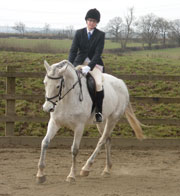 dressage horse helped with thermal imaging and massage