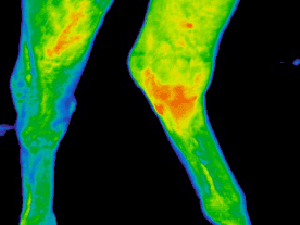 Infrared Imaging scan identifies infection in hock