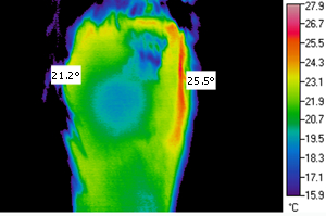 Thermal Imaging Inspection of a Horse's Knee