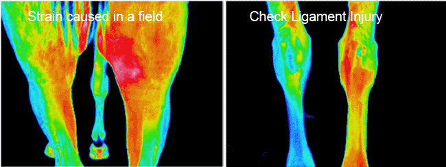 Ligament damage and strains identified by an Infrared Imaging Scan