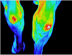 Infrared Imaging inspecion identifies infection in hock